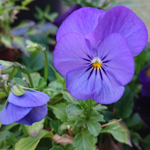 Purple Pansies